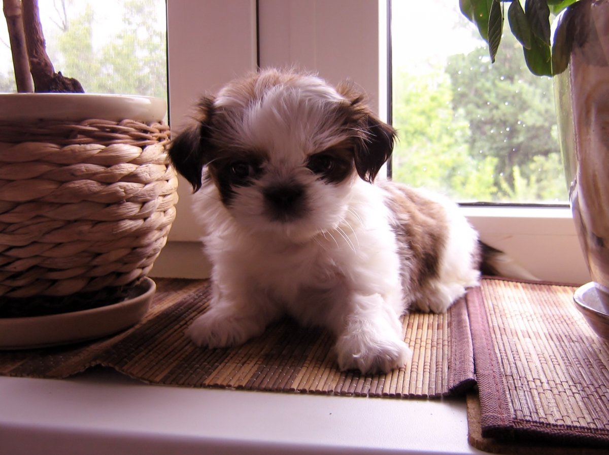 Чихуахуа и ши тцу