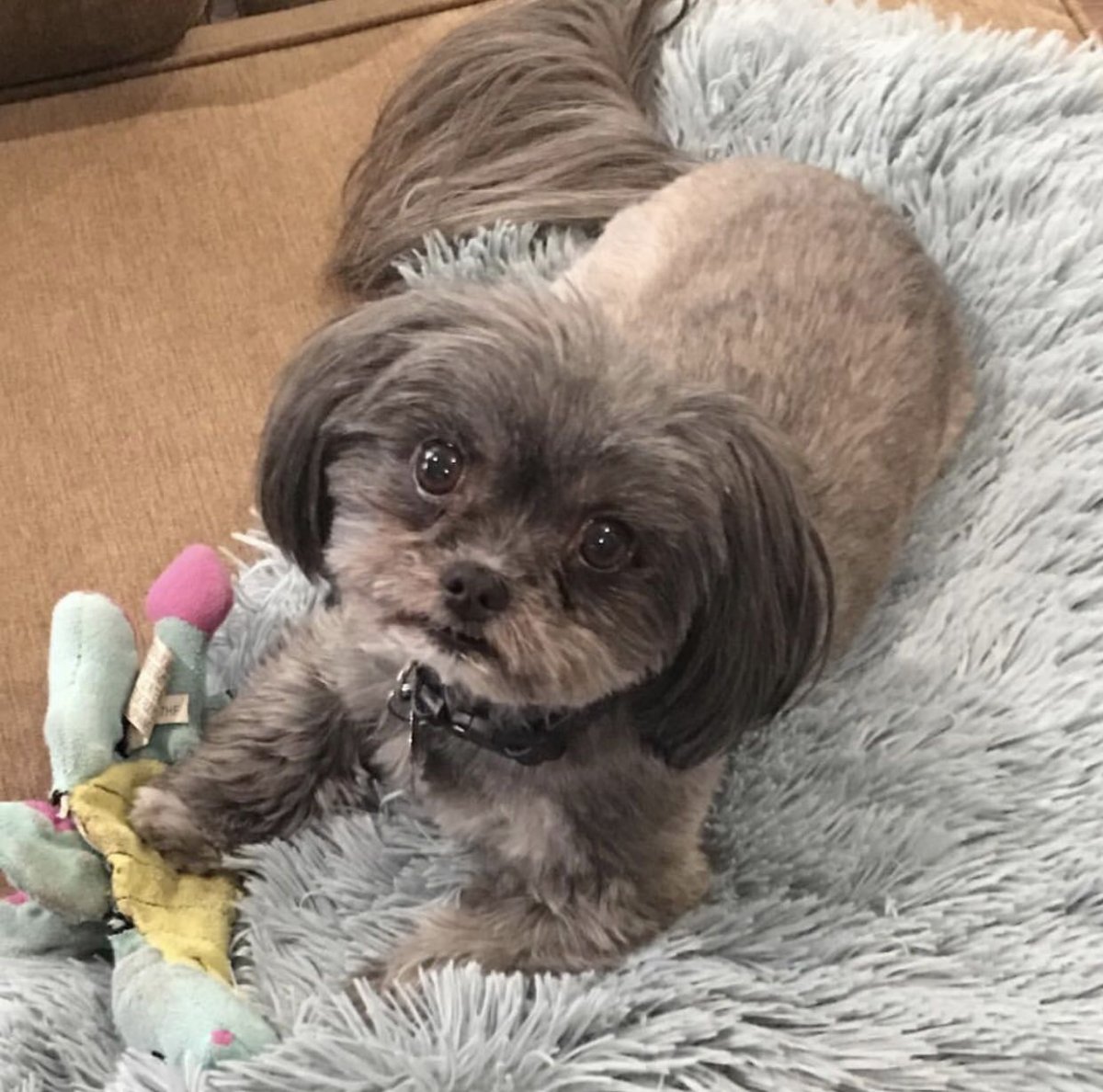 Метис ши тцу и Йорка