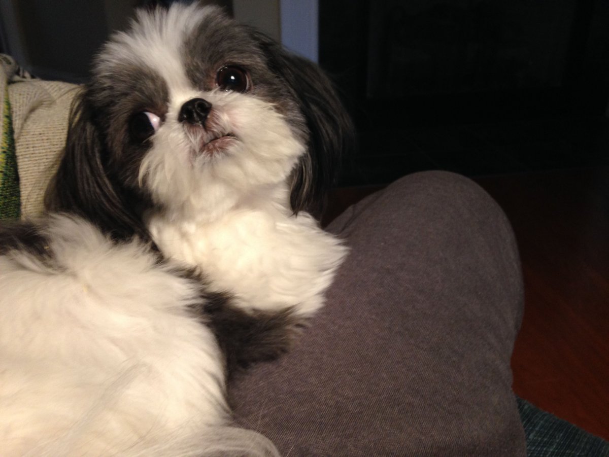 Метис ши тцу и пекинеса