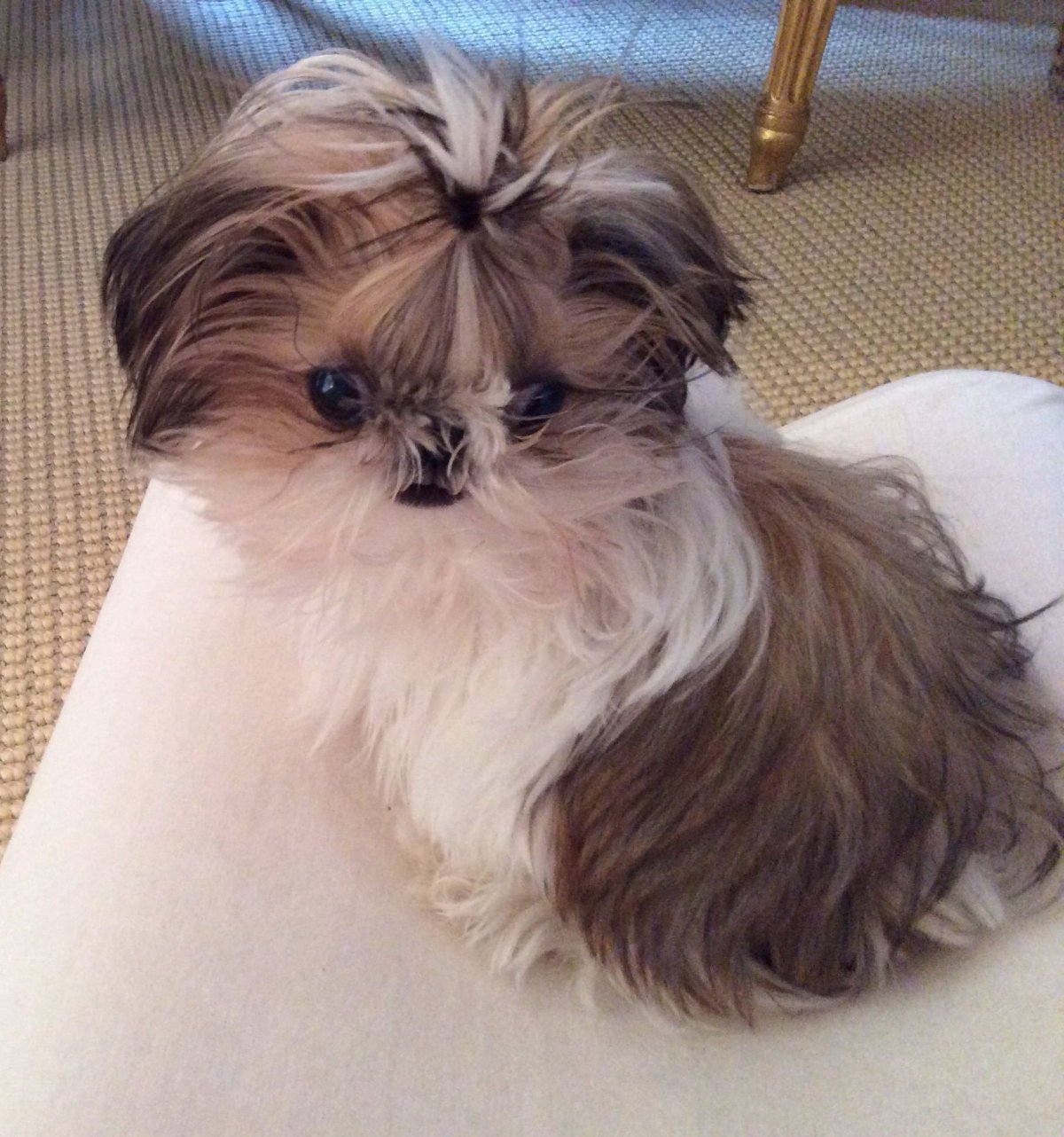 Метис ши тцу