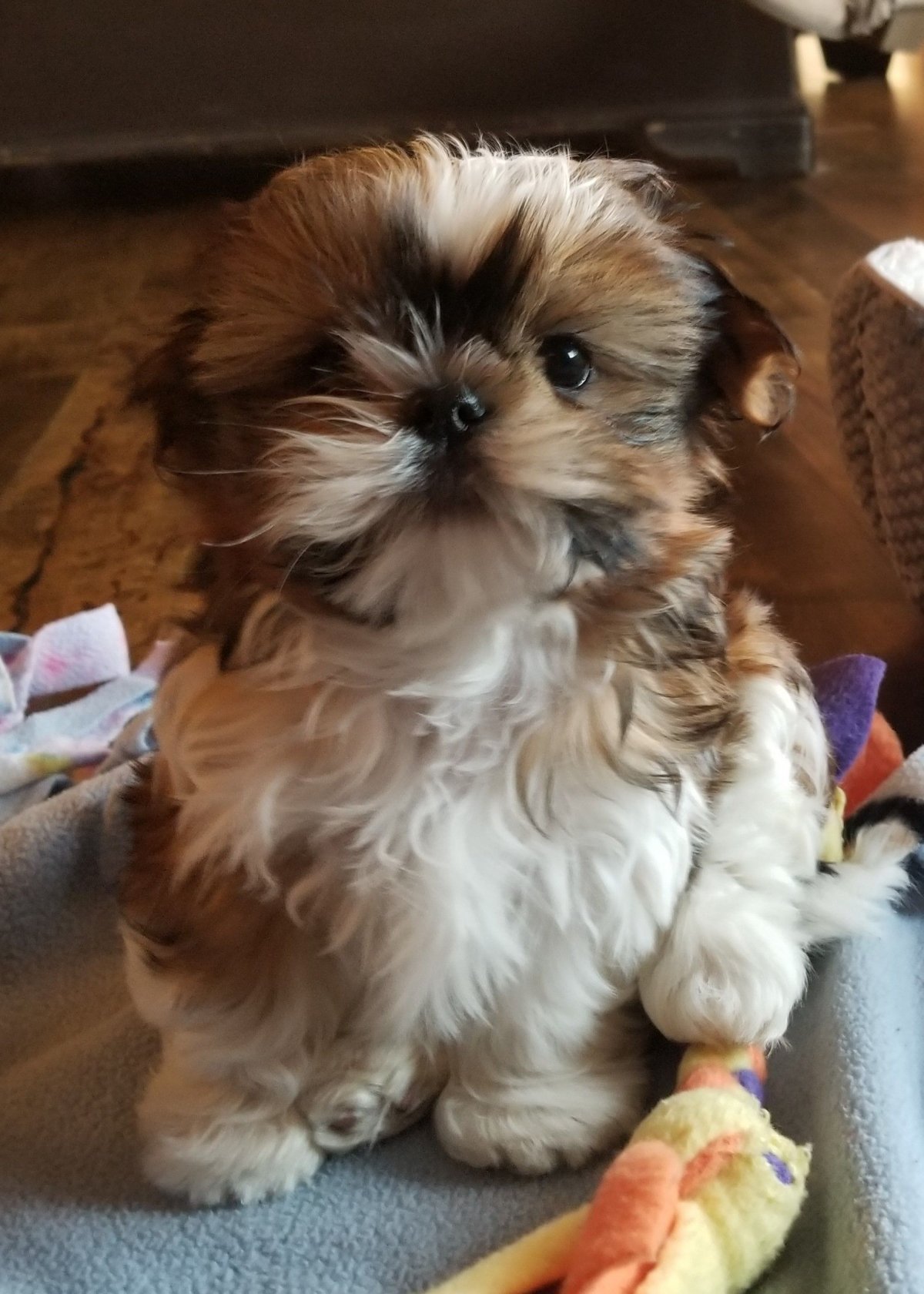 Смесь чихуахуа и шитцу