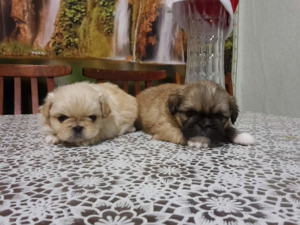 Красивые породы собак картинки