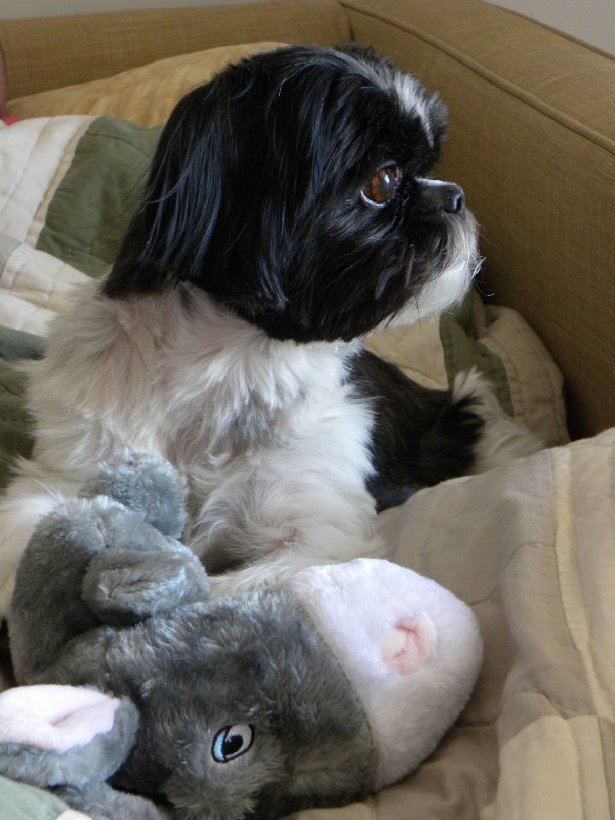 Метис ши тцу и пекинеса