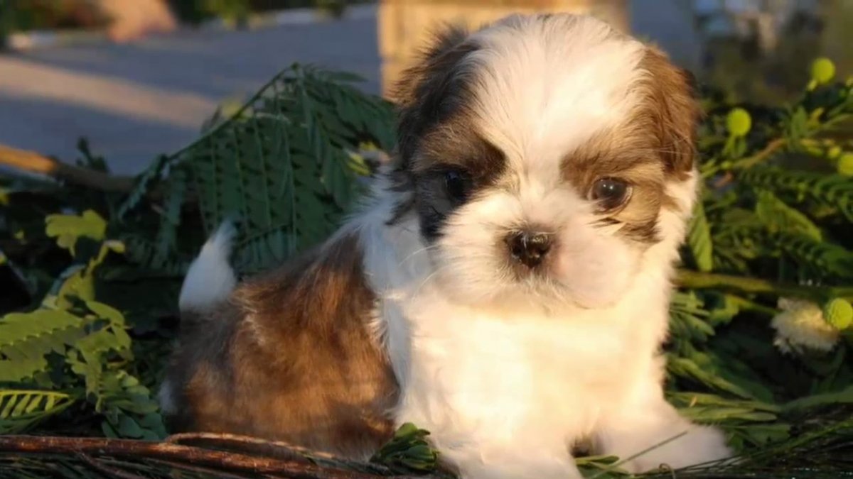 Метис ши тцу