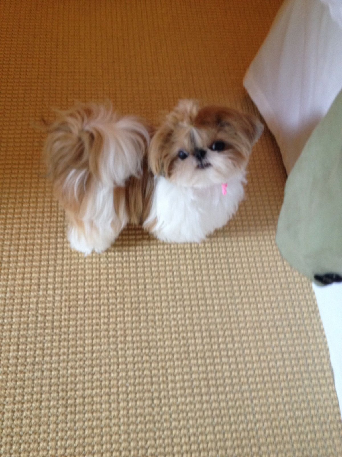 Как приручить собаку к лотку дом ши тцу