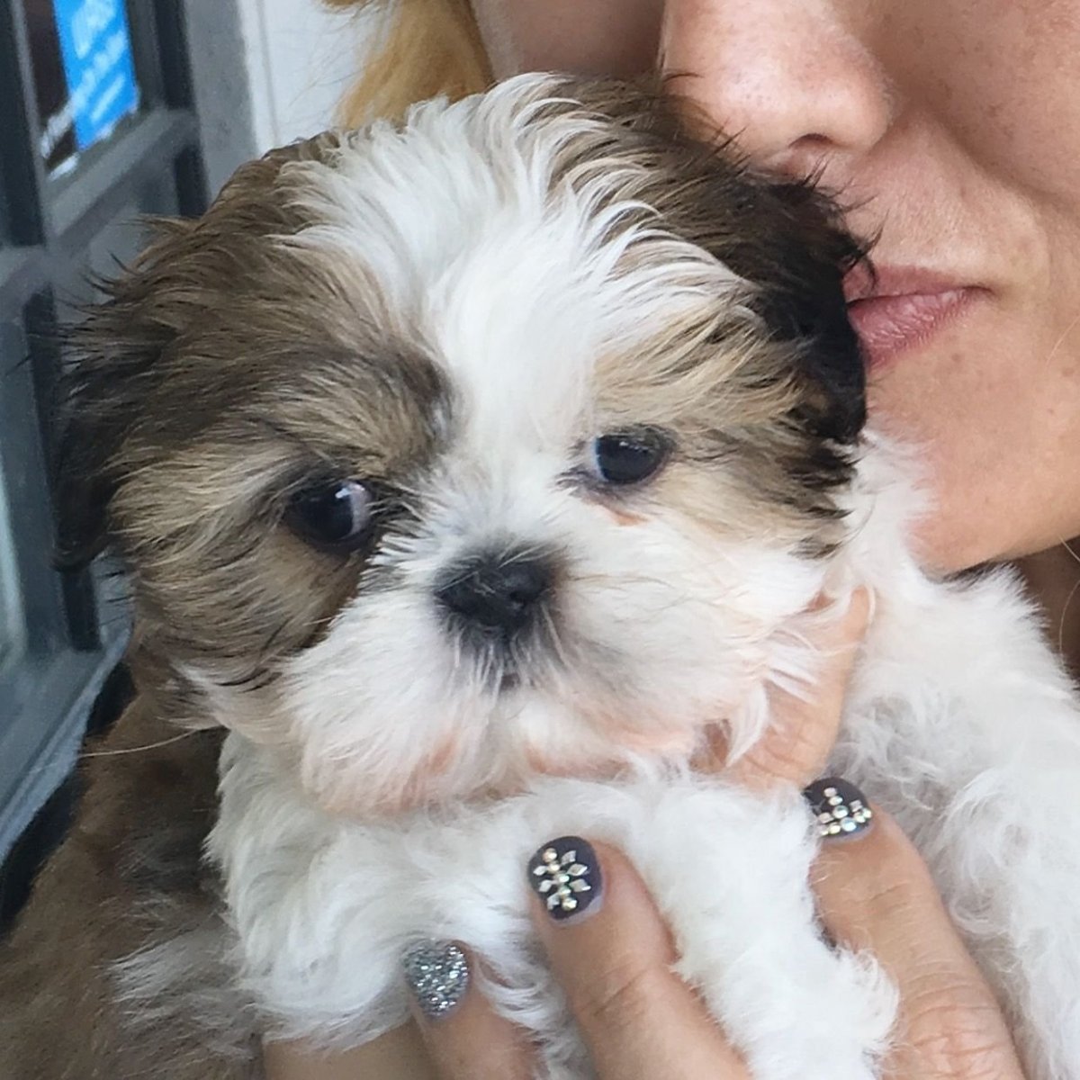 Смесь ши тцу и чихуахуа