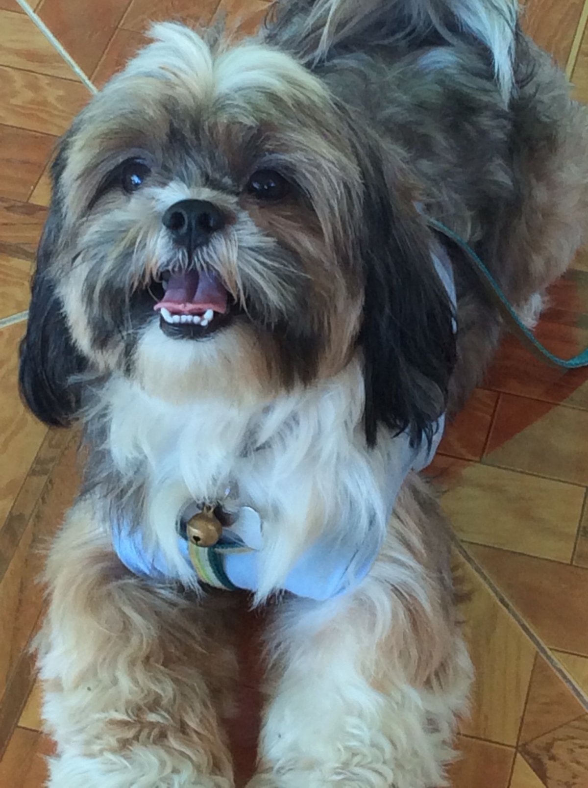 Смесь чихуахуа и ши тцу