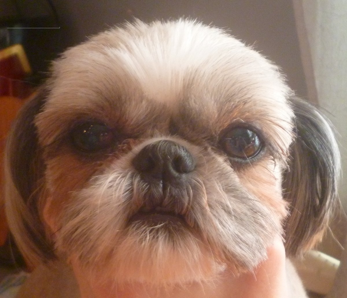 Метис ши тцу