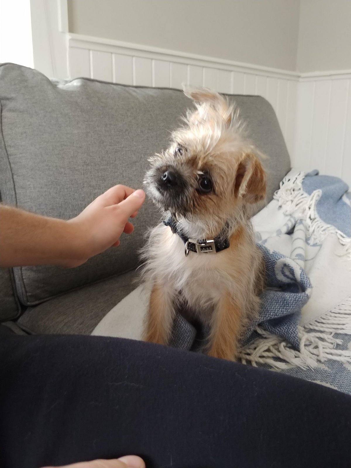 Метис ши тцу и Йорка