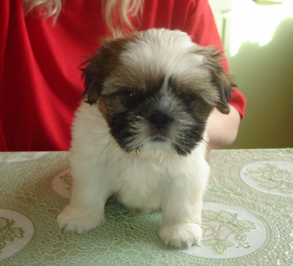 Карликовый ши тцу