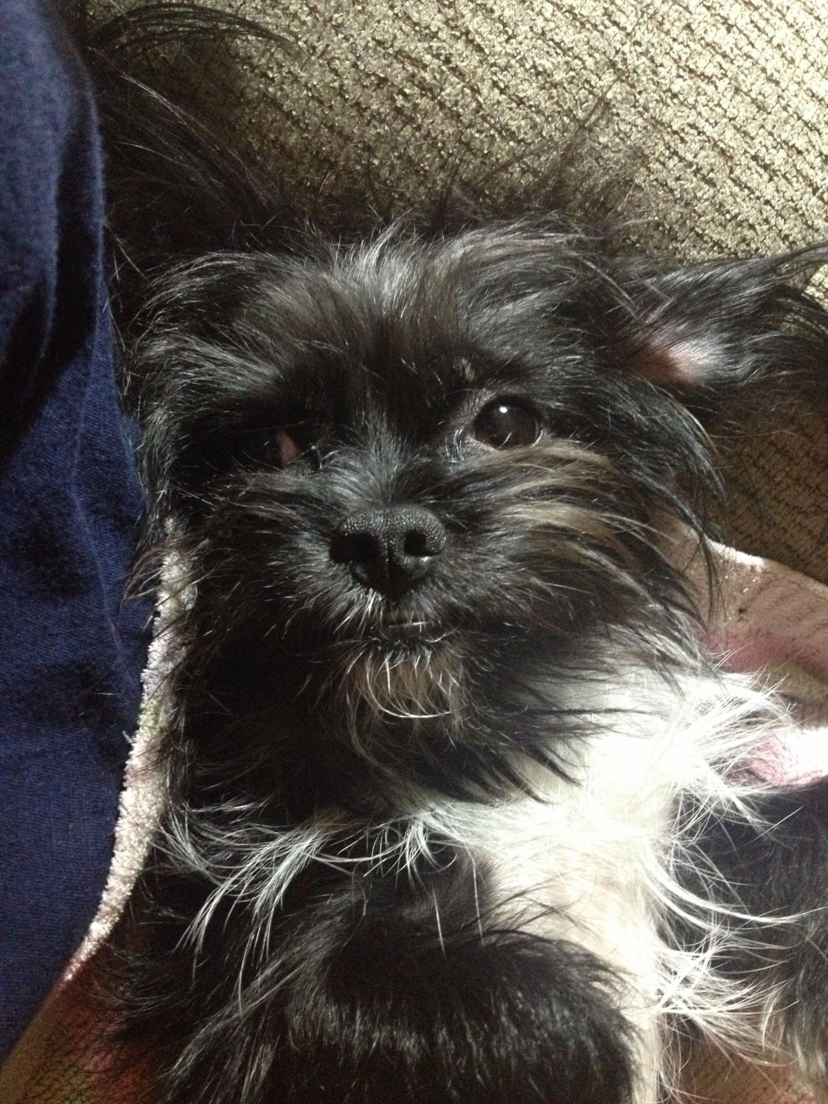 Бишон ши тцу