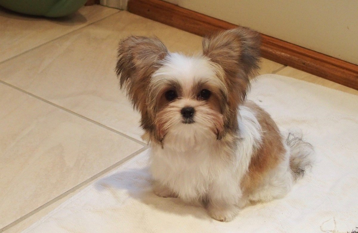 Как отучить щенка ши тцу кусаться