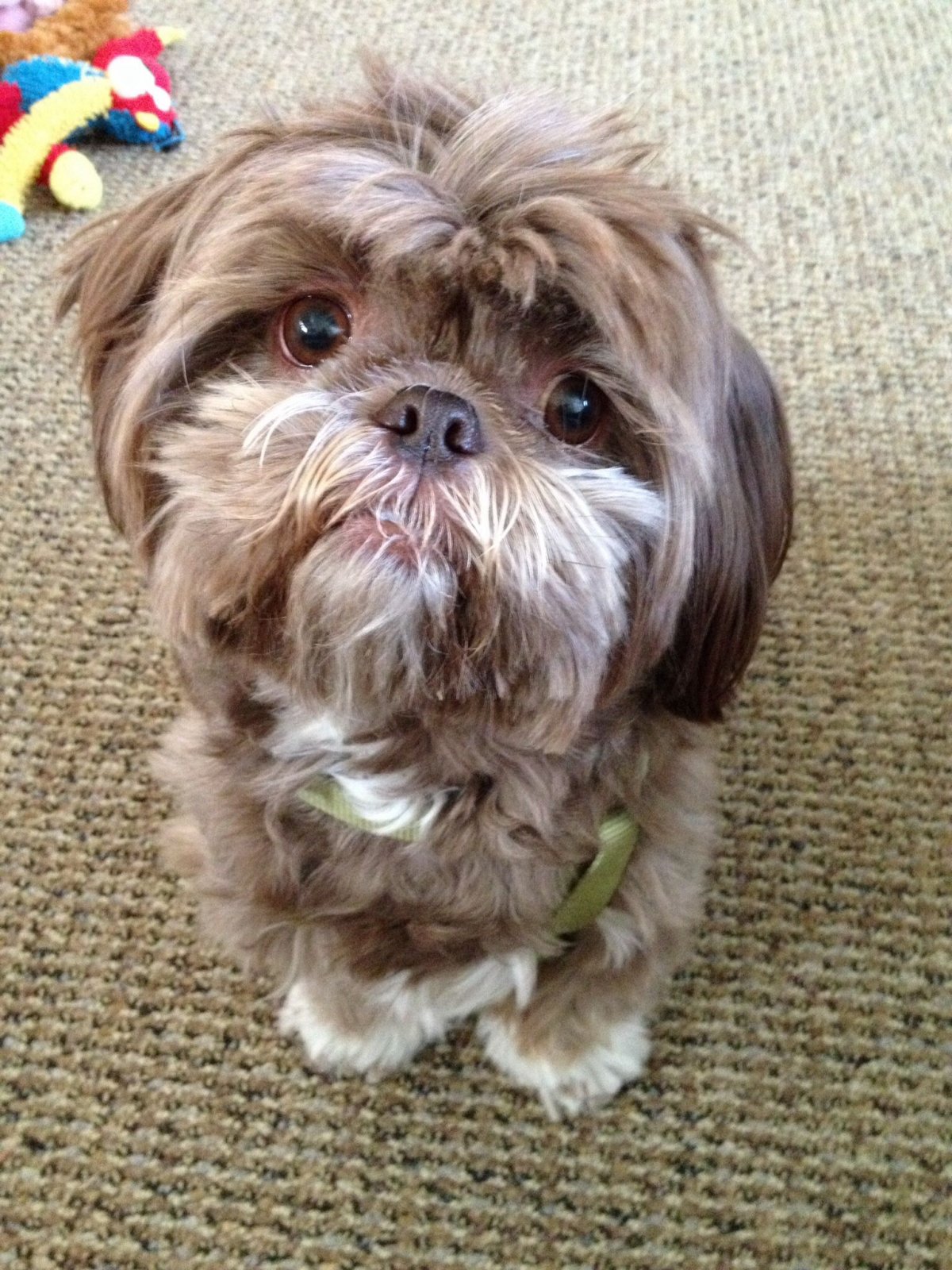 Чихуахуа ши тцу сравнить