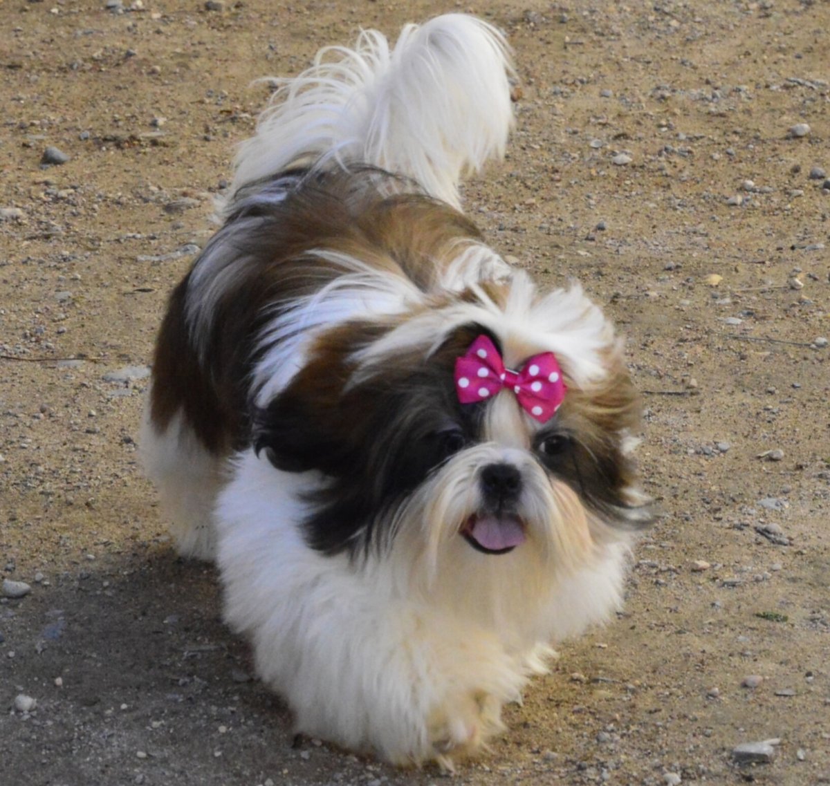 Ши тцу выпал