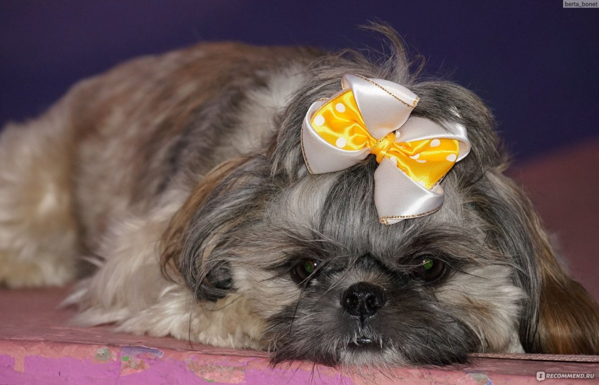 Помесь ши тцу и чихуахуа