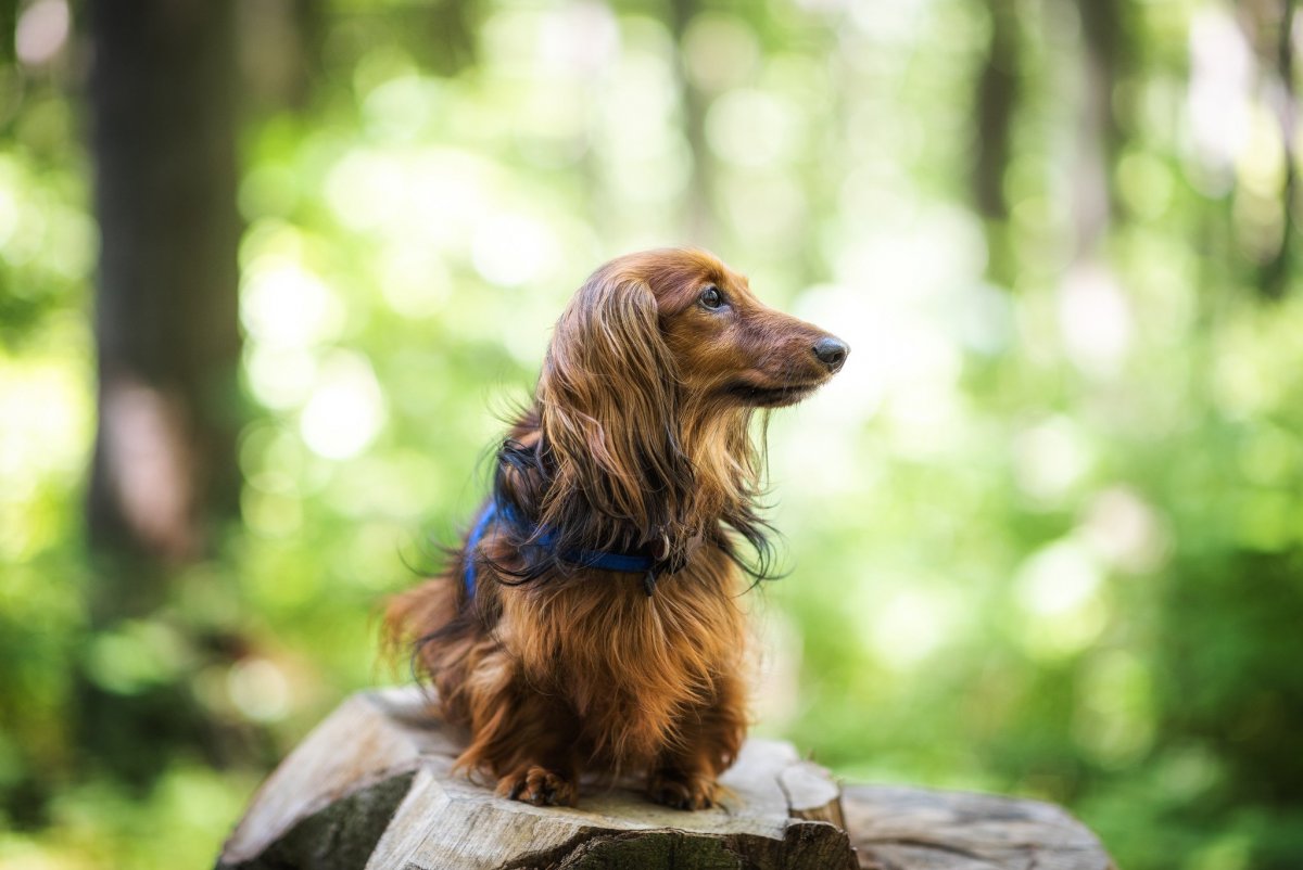 Такса длинношерстная карликовая