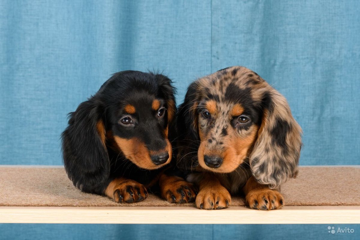 Кроличья такса мраморная