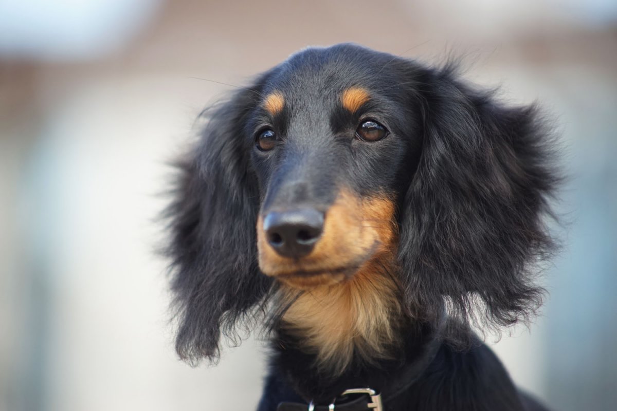 Длинношерстная черепаховая такса