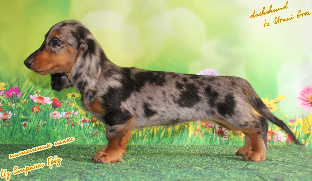 Такса длинношерстная Мерль