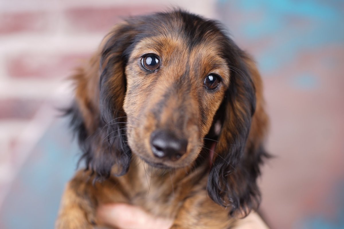 Кроличья такса длинношерстная мраморная