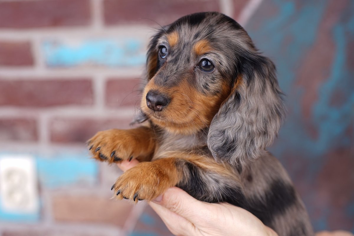 Длинношерстная такса ева