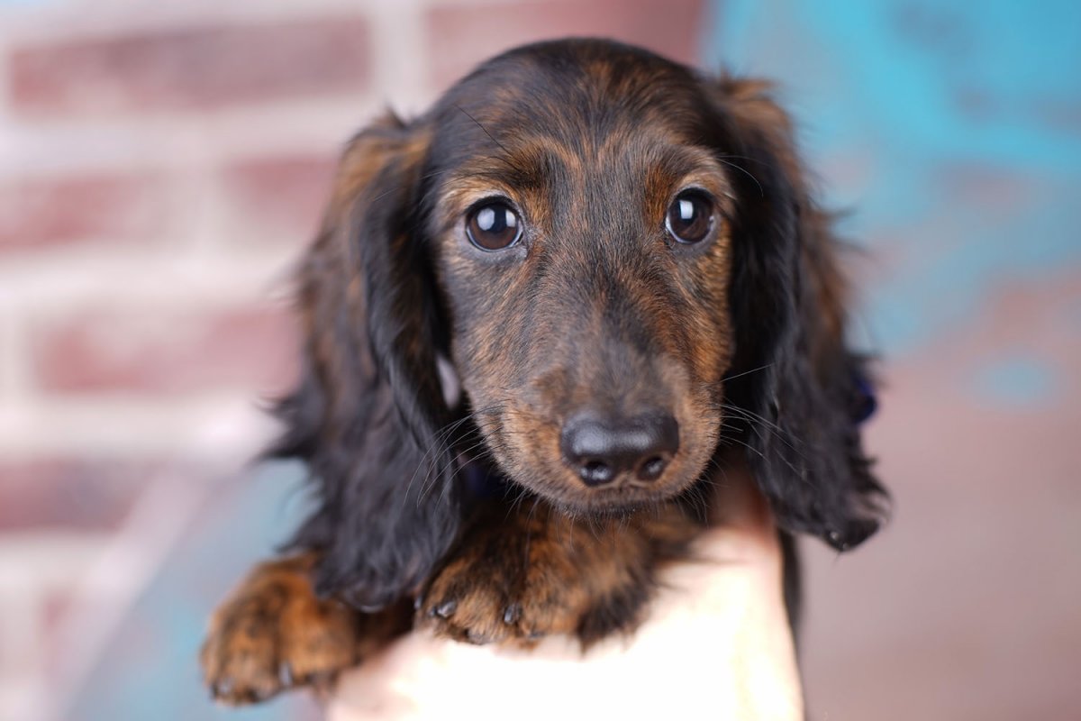 Карликовая такса длинношерстная мраморная