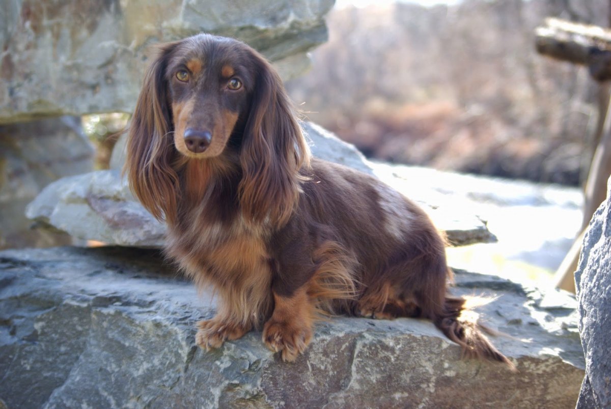 Такса длинношерстная