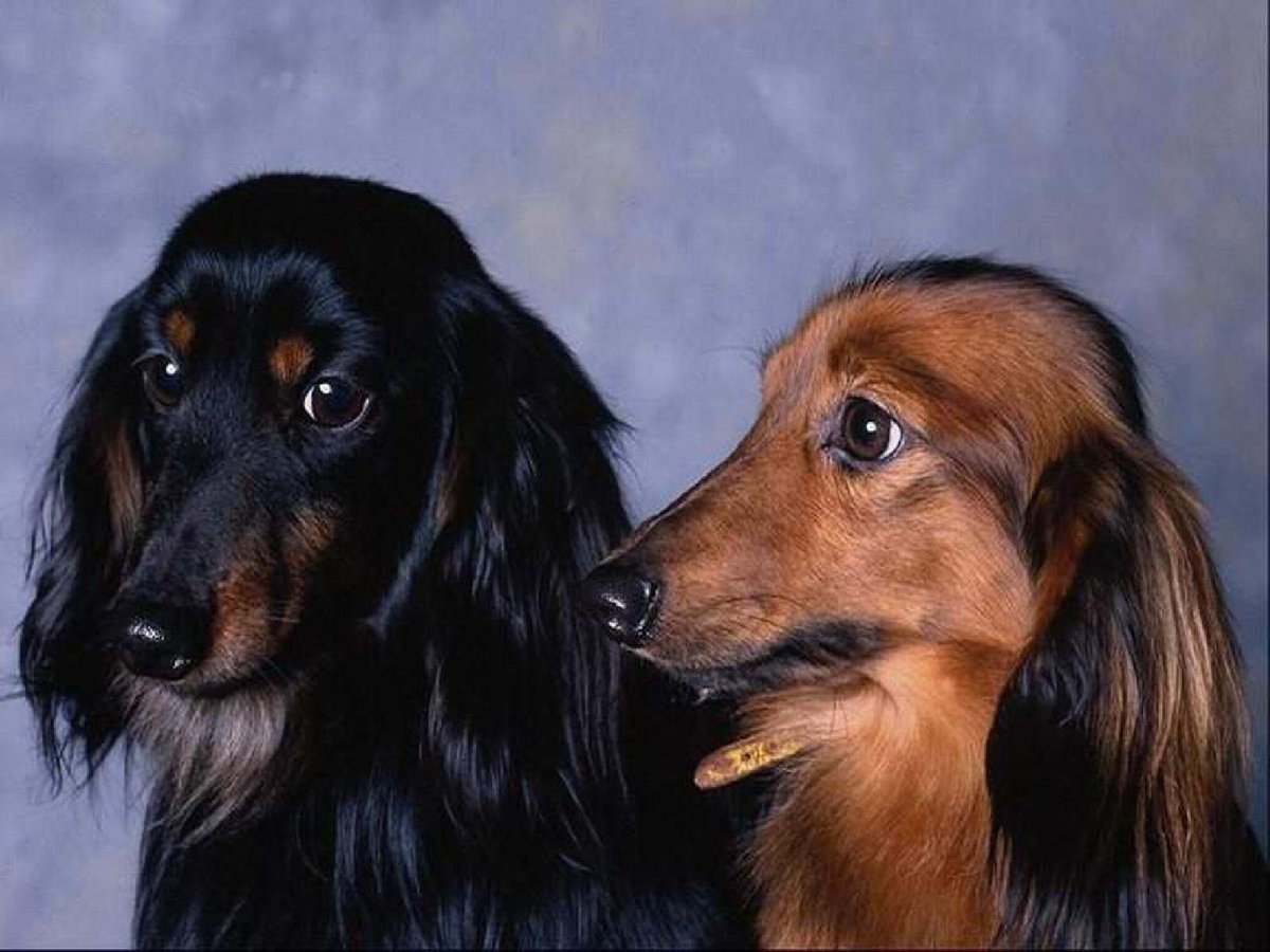 Длинношерстная такса канадская