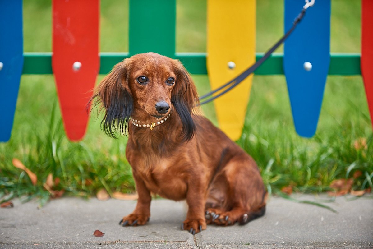 Мраморные таксята