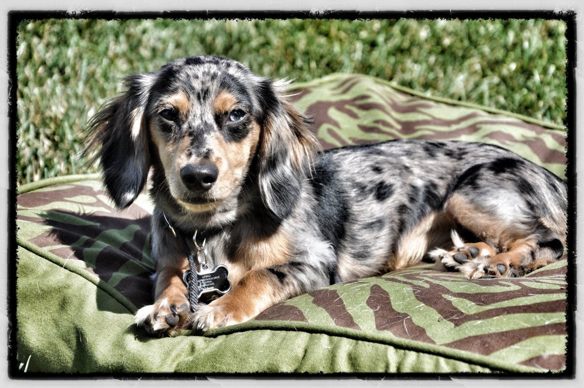 Такса длинношерстная пятнистая