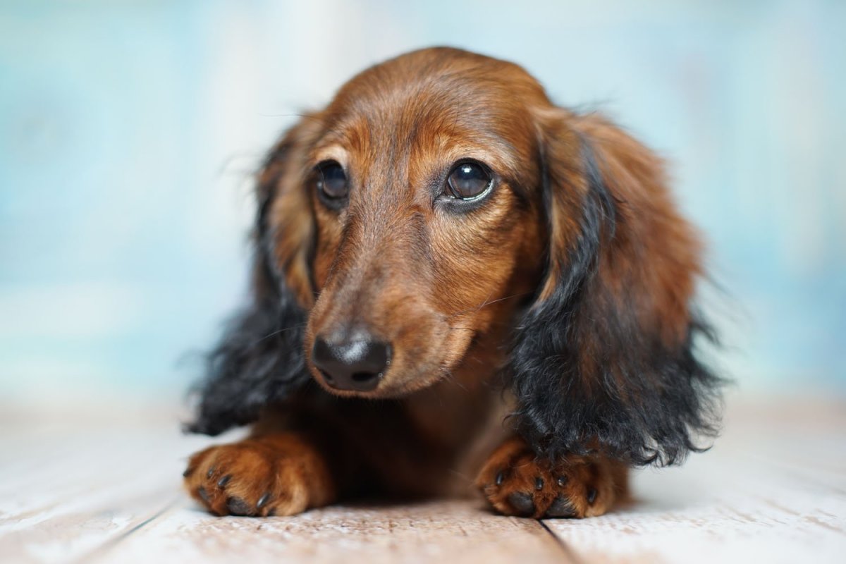 Такса волосами с длинными