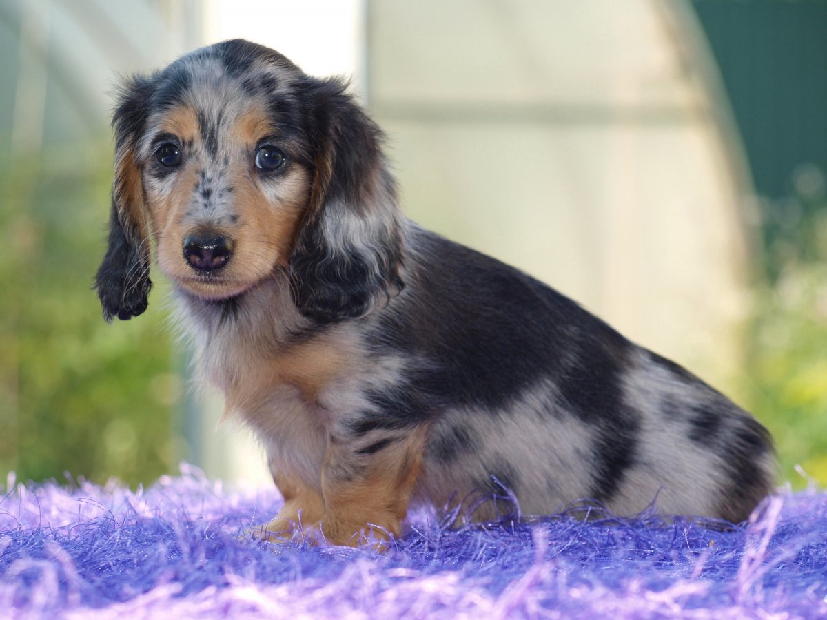 Длинношёрстная кроличия такса