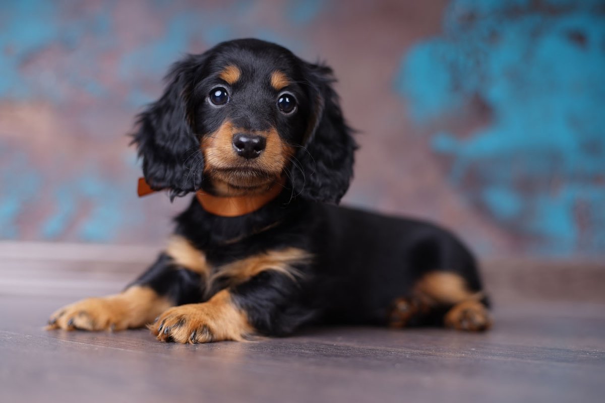 Кроличья такса длинношерстная мраморная