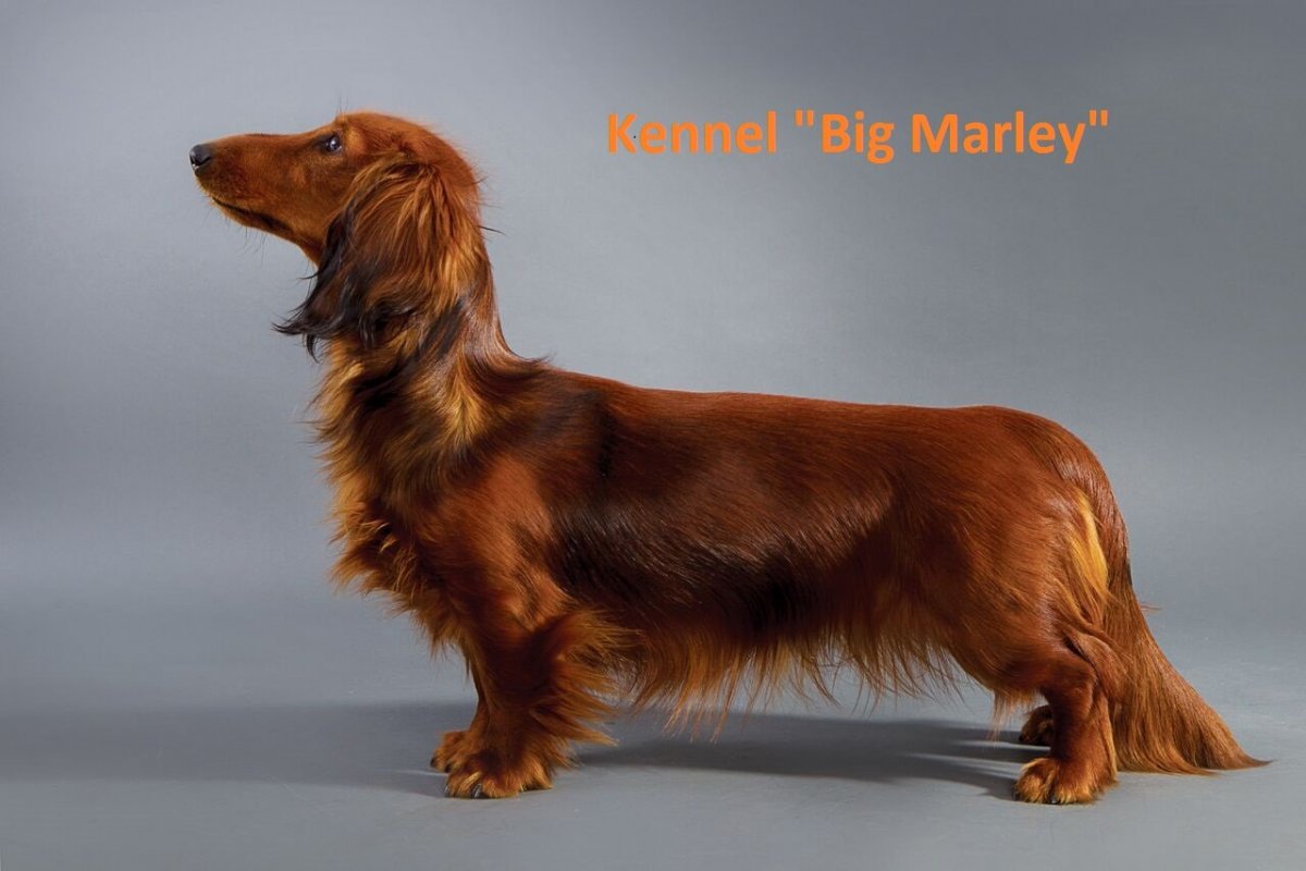 Мини такса длинношерстная