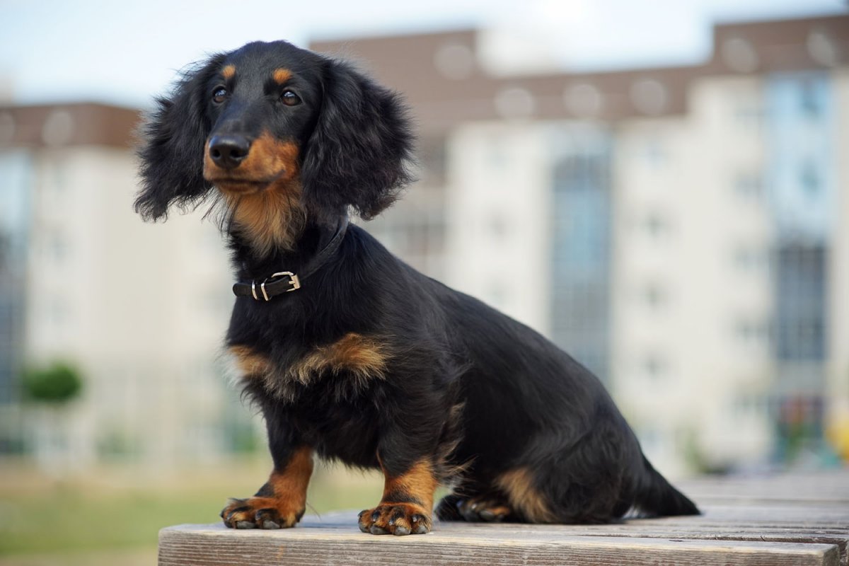 Такса длинношерстная карликовая