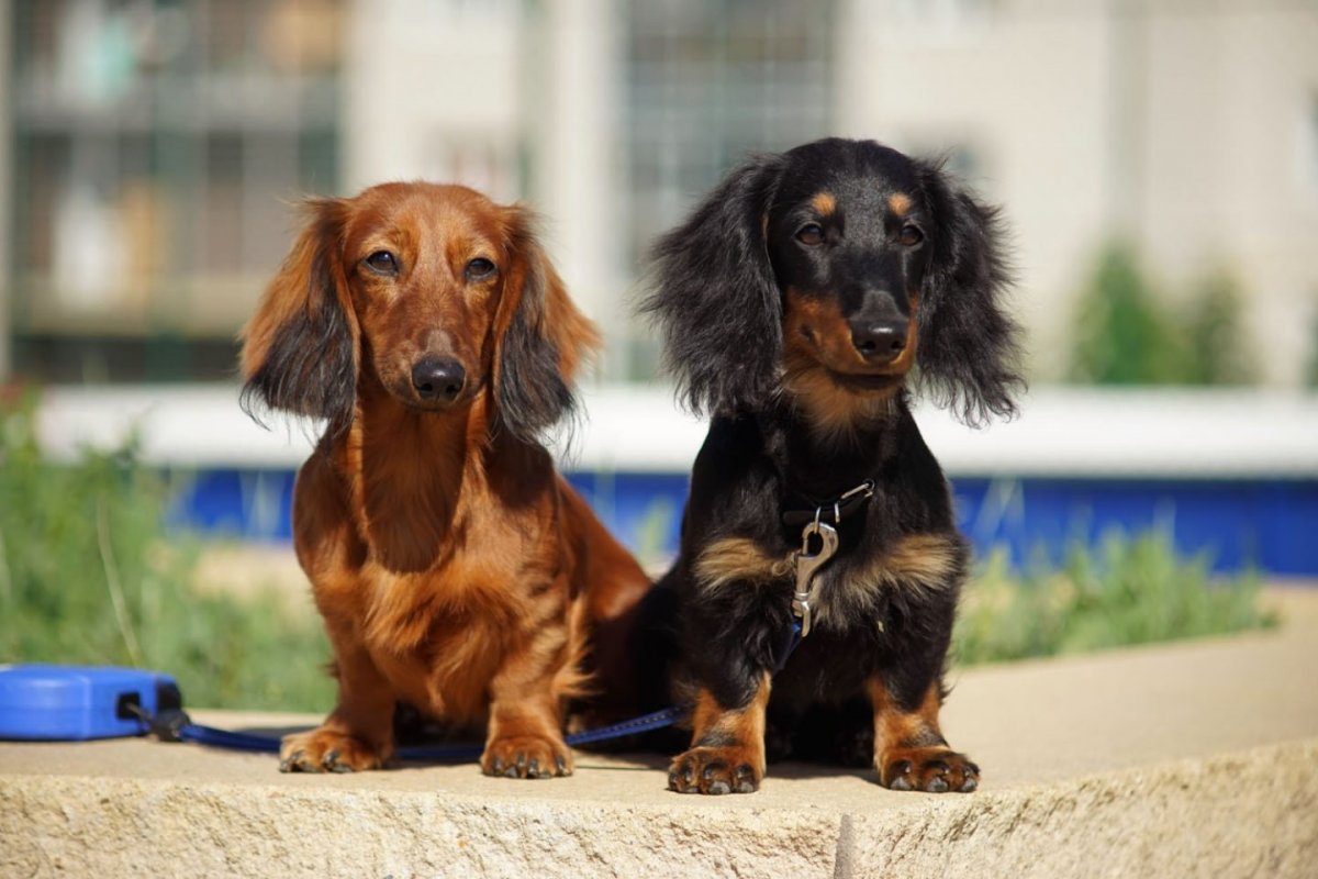 Такса длинношерстная Мерль