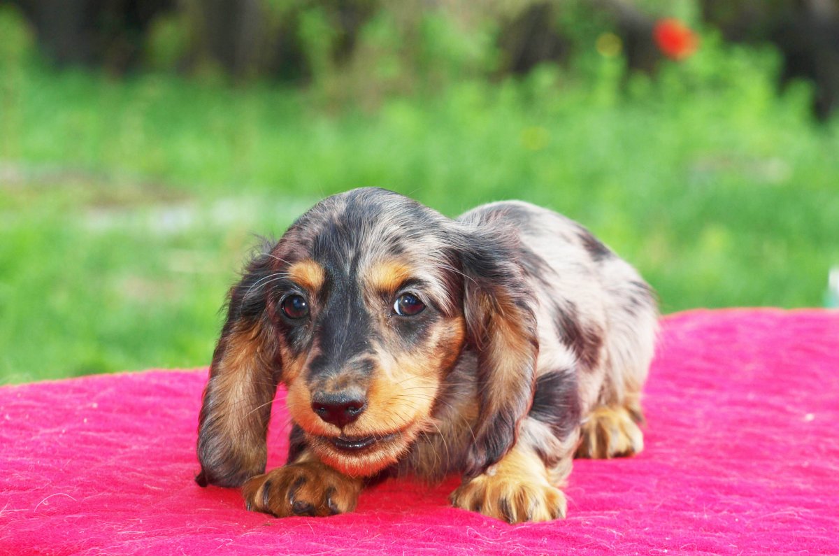 Карликовая такса длинношерстная мраморная