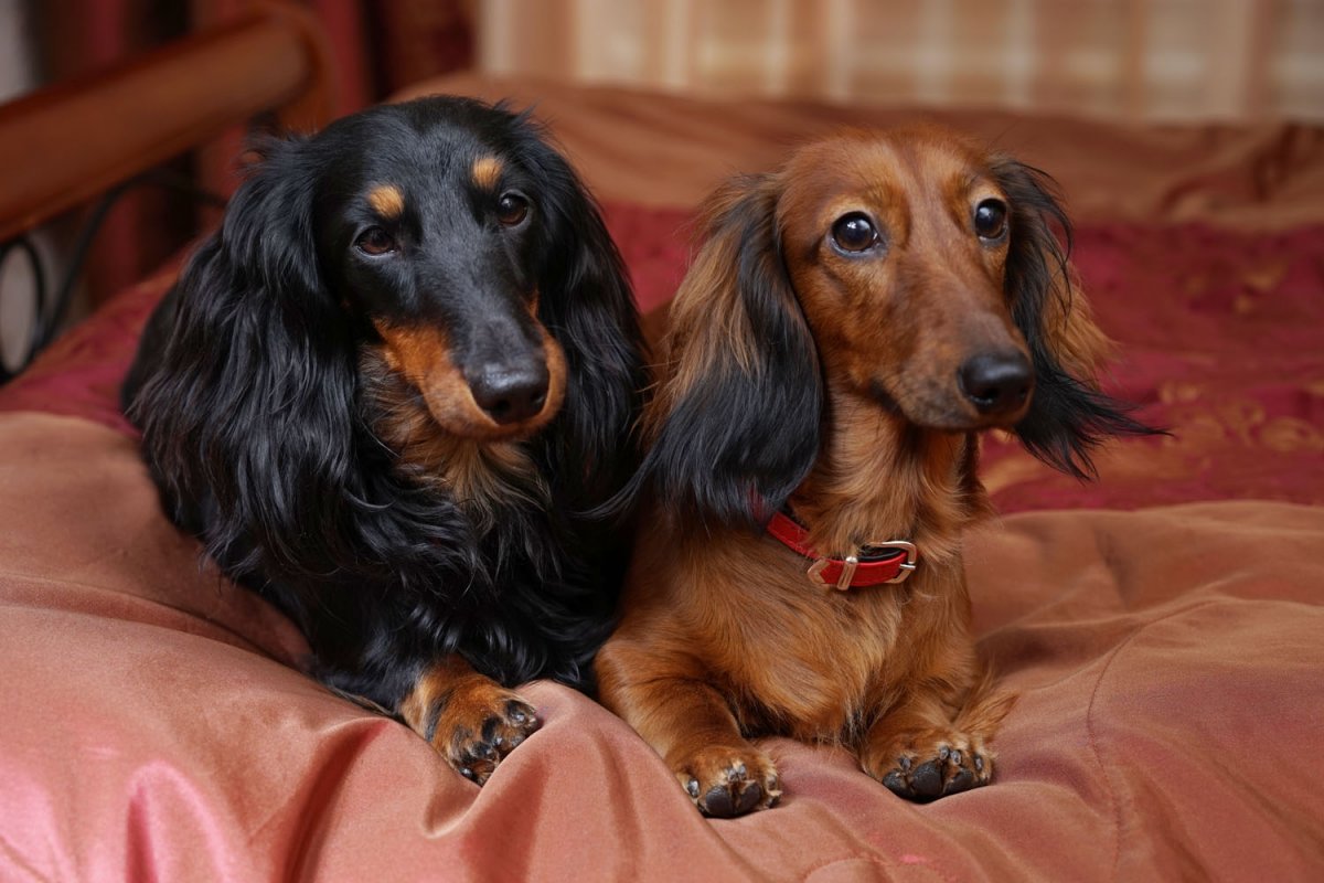 Такса пушистая