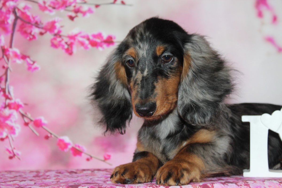 Породы такс длинношерстных