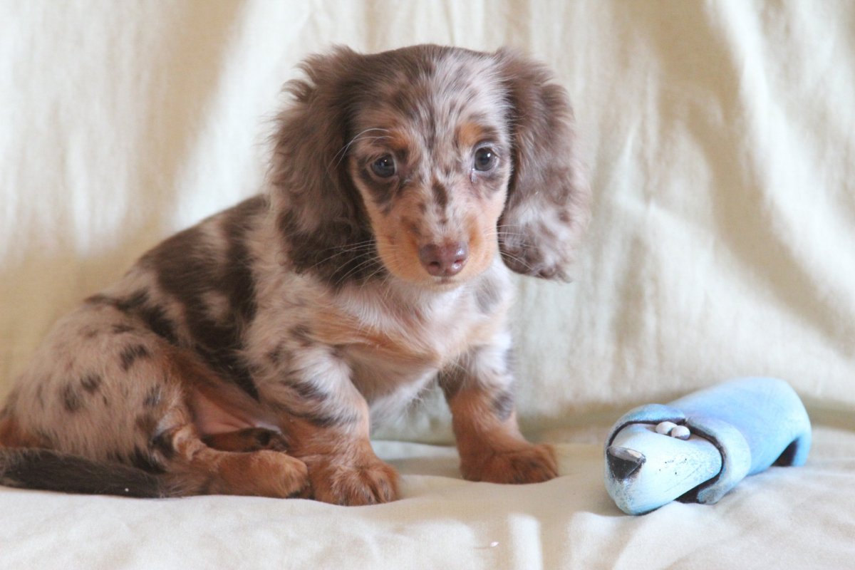 Кучерявая такса