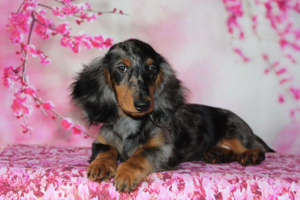 Такса длинношерстная