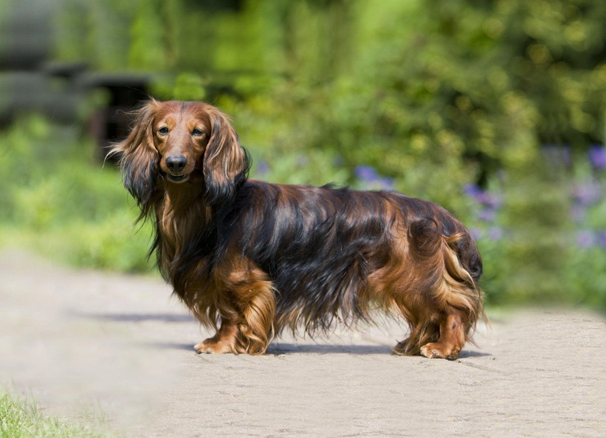 Охотничья такса длинношерстная