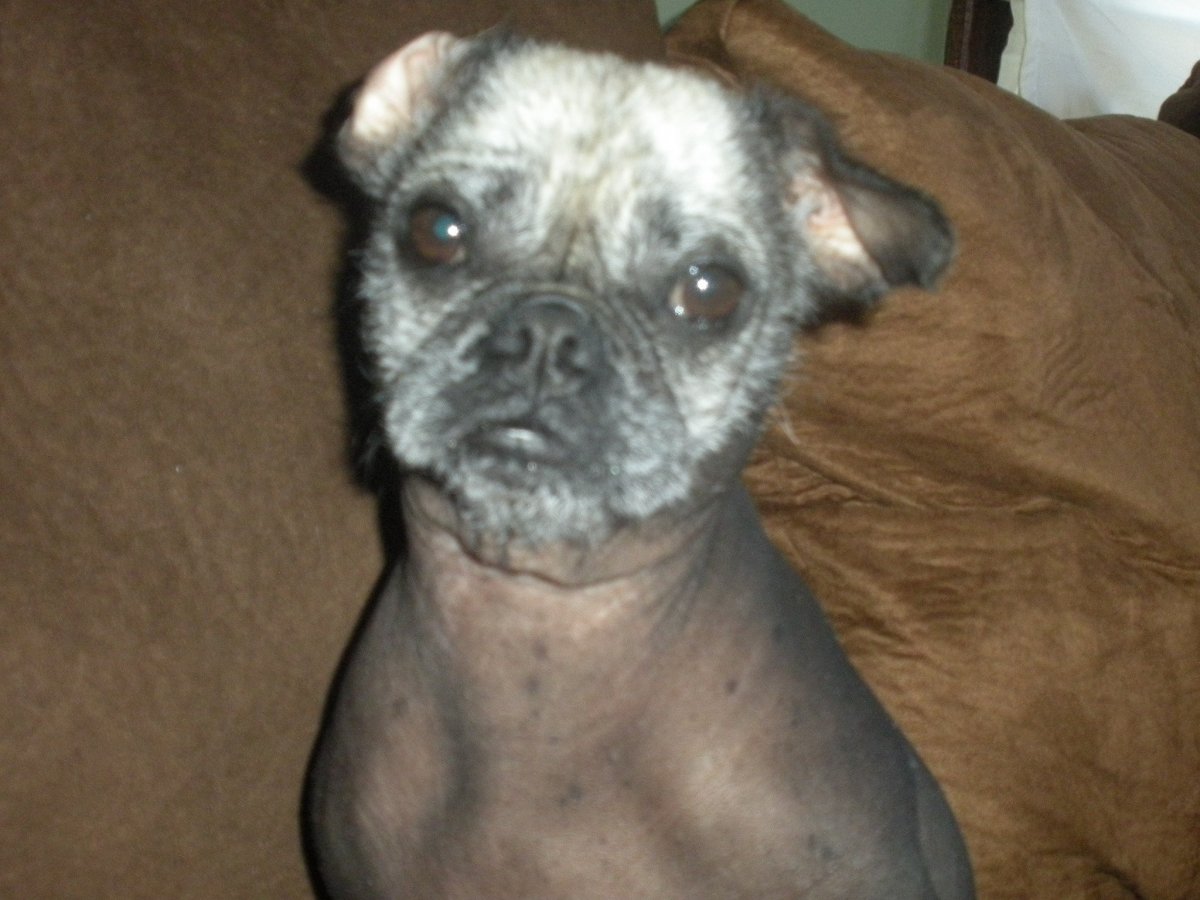 Мопс и китайская хохлатая