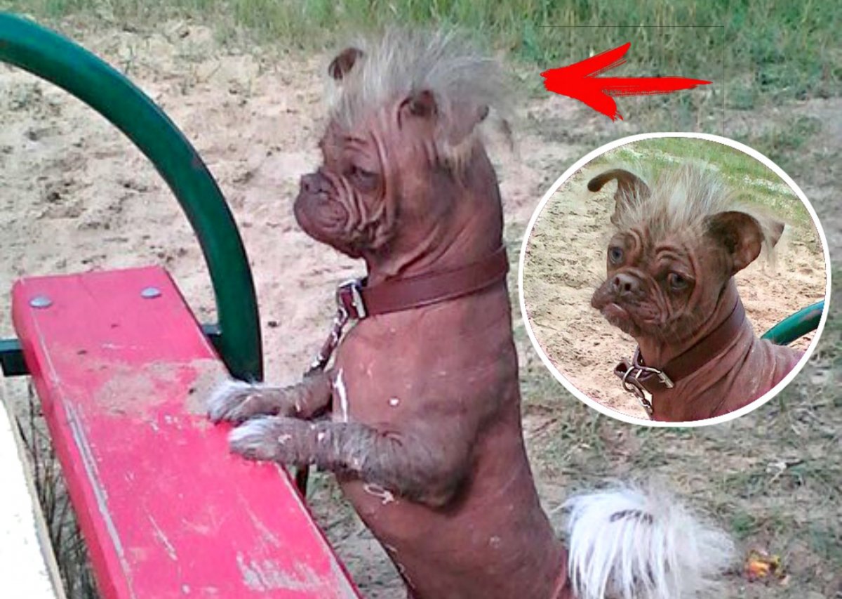 Помесь китайской хохлатой и французского бульдога