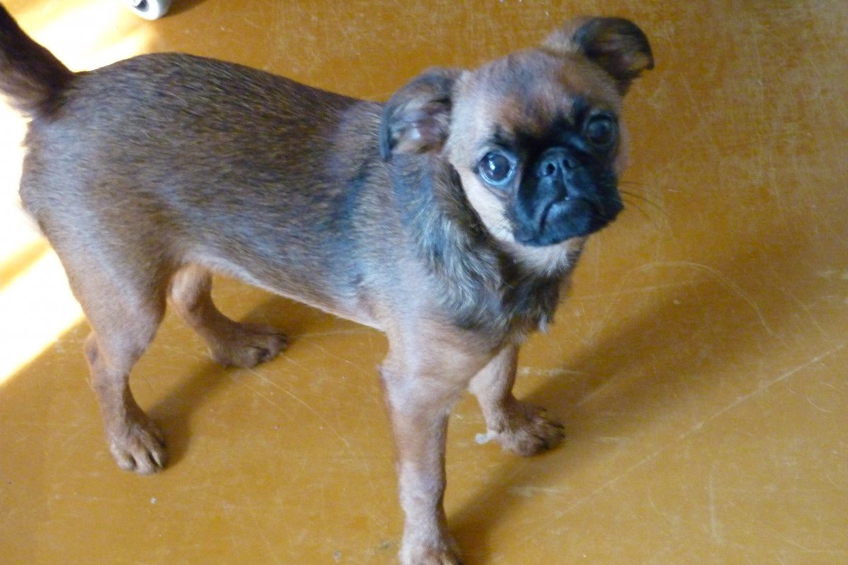 Смесь Пти брабансона и шпица