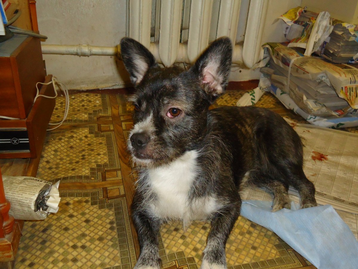 Метис Йорка и французского бульдога