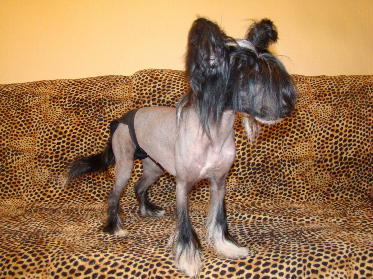 Метис дога с китайской хохлатой