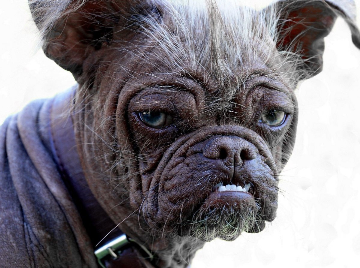 Хохлатый Мопс