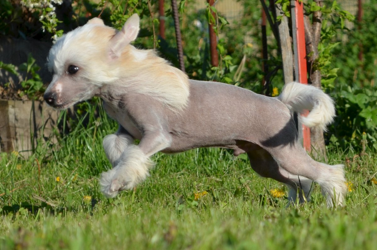 Китайская хохлатая вес