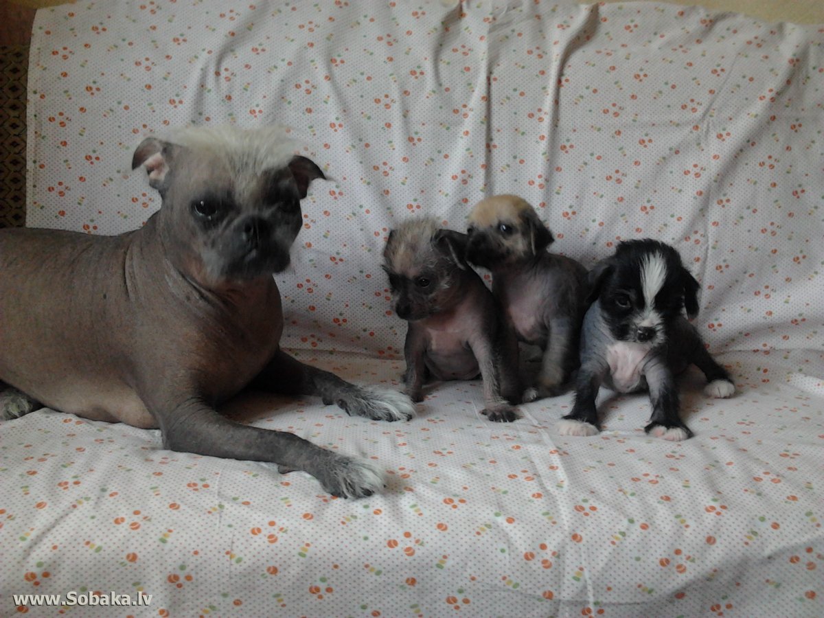 Помесь МОПСА И китайской хохлатой